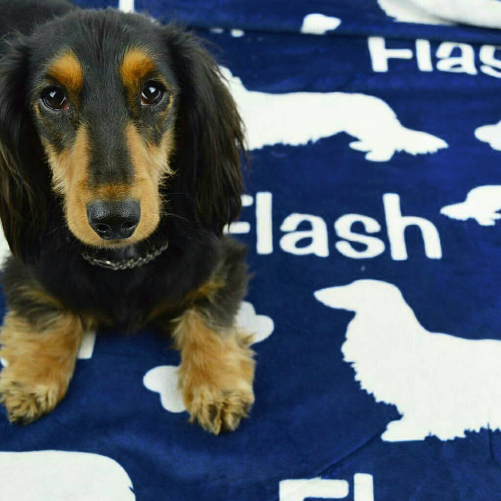 Long Hair Dachshund Personalized Fleece Blanket