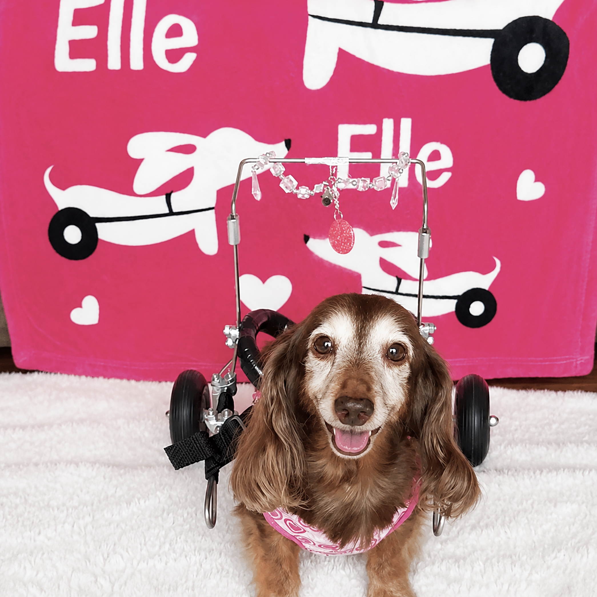 Wheelie Dog IVDD Blanket