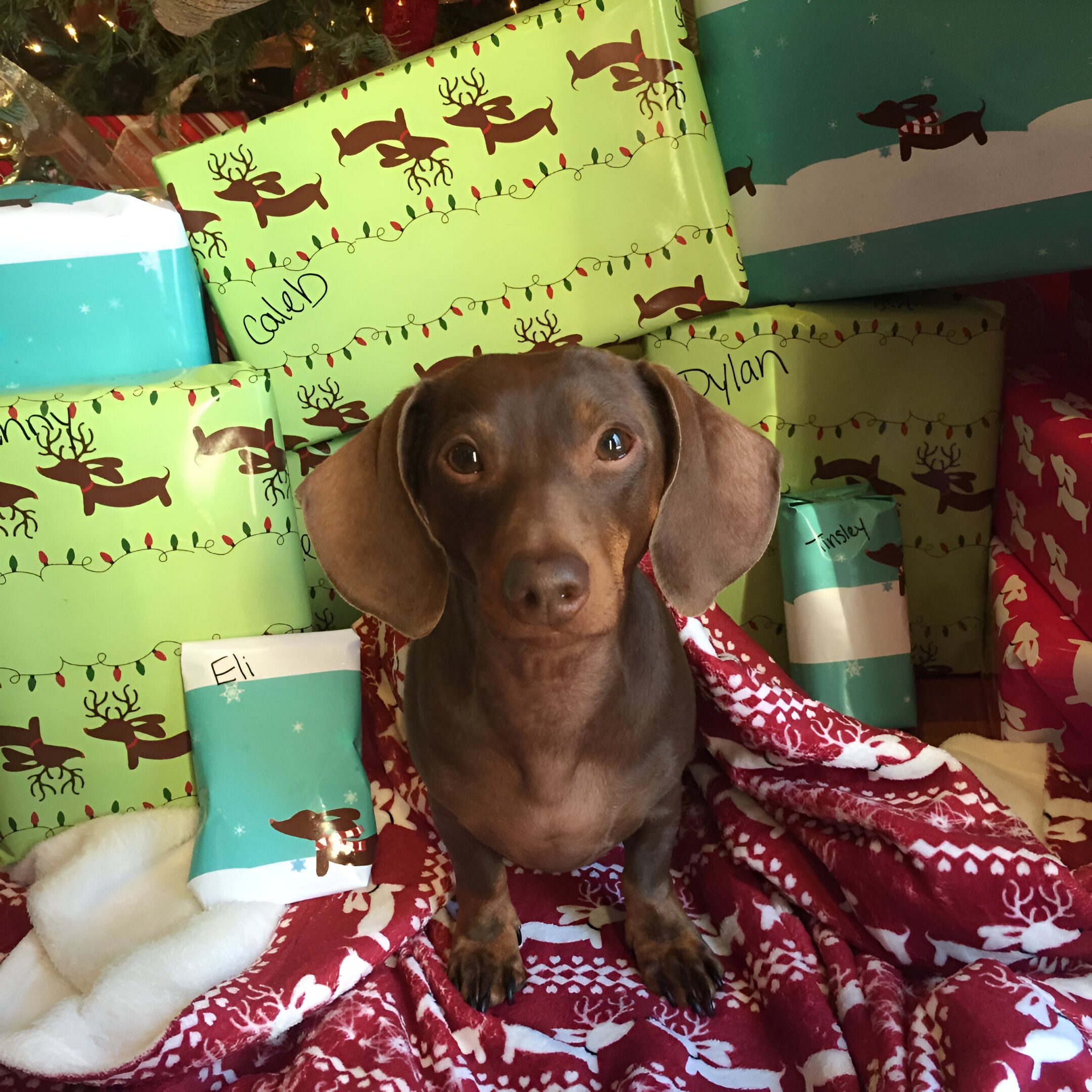 Dachshund gifts near me sale