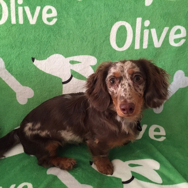 Personalized Dachshund Fleece Blanket - Fly Ears Design