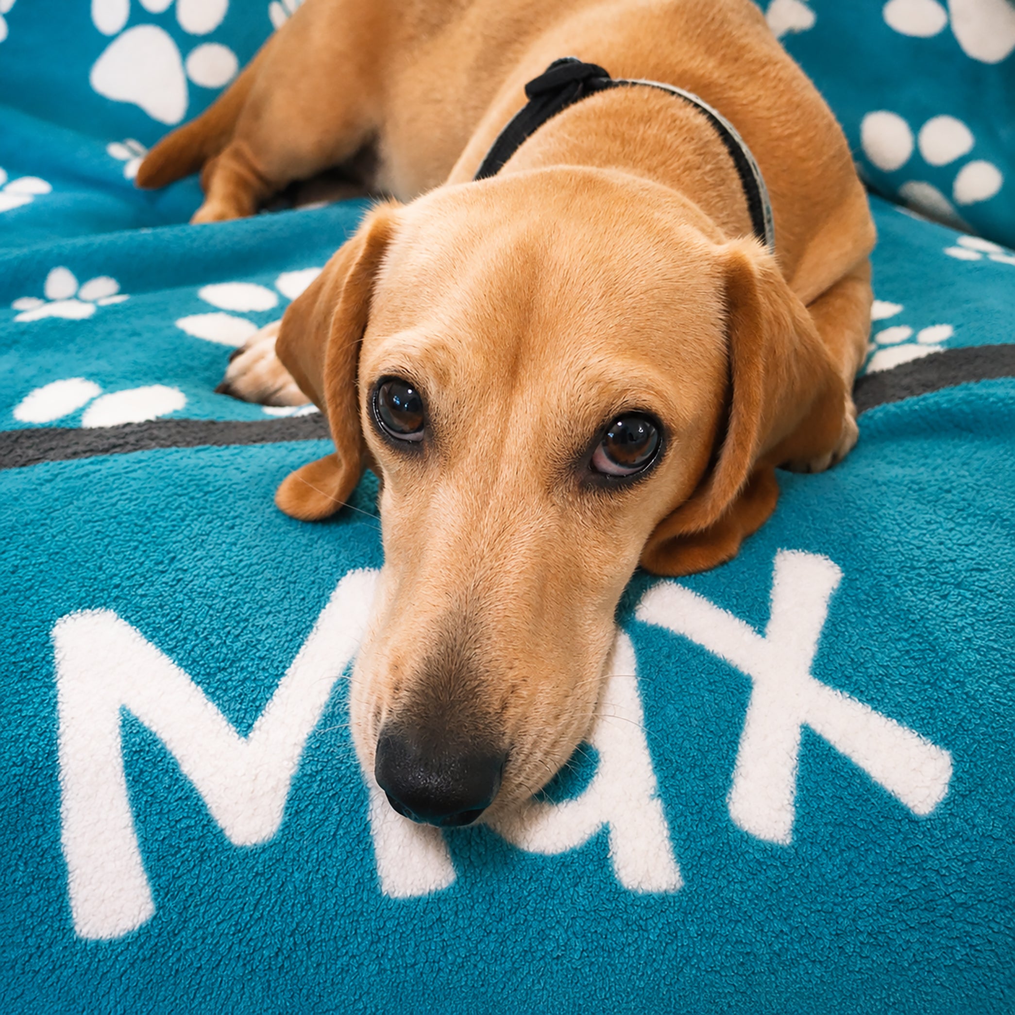 Personalized Dog Blanket - Paw Prints