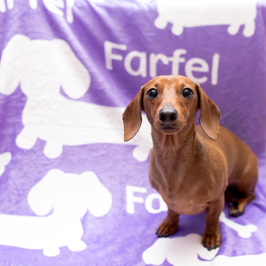 Personalized Dachshund Fleece Blanket