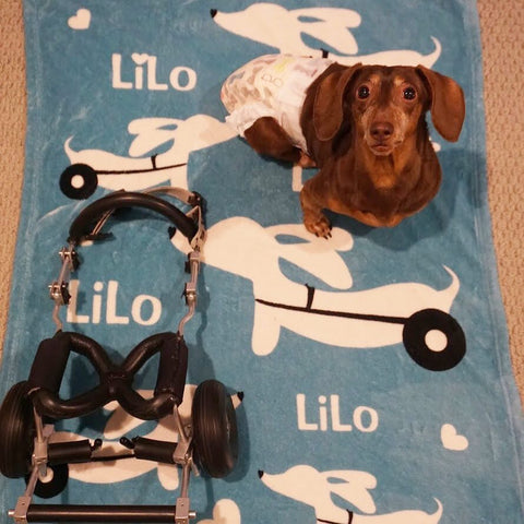 Wheelie Dog IVDD Blanket
