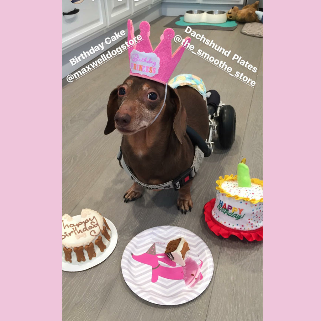 Dachshund Themed Paper Plates - Pink or Yellow, The Smoothe Store