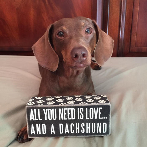"All You Need is Love and a Dachshund" Box Sign, The Smoothe Store