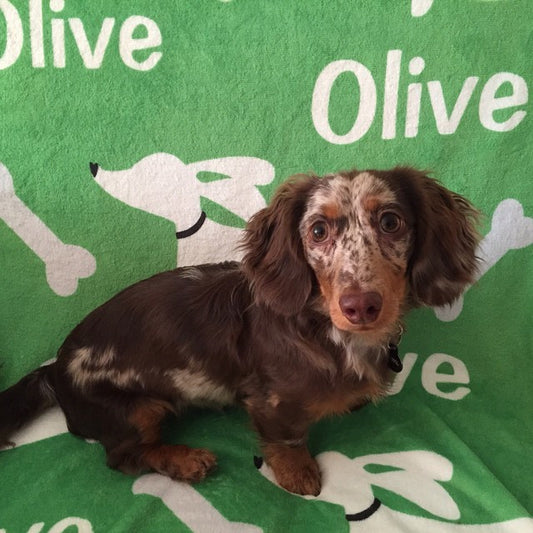 Personalized Dachshund Fleece Blanket, The Smoothe Store