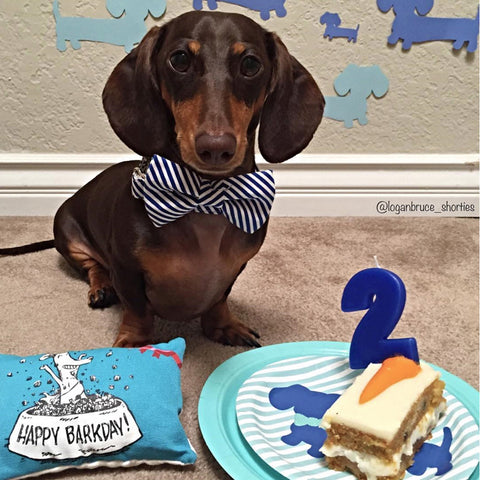 Dachshund Party Paper Plates with Blue Bow Ties, The Smoothe Store