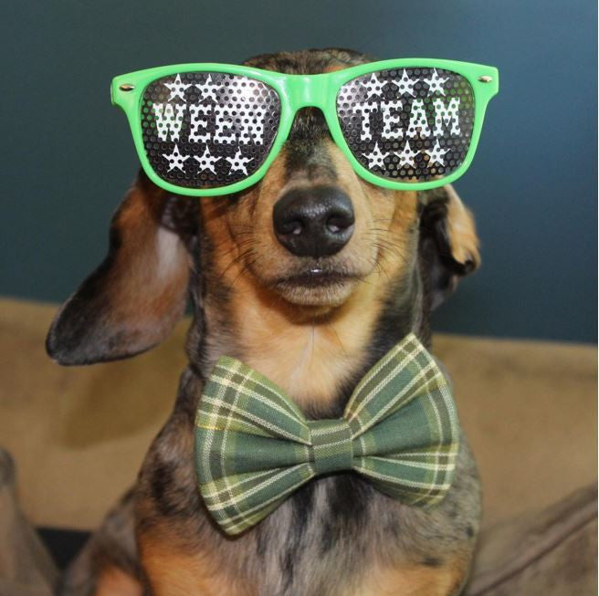 Ween Team Dachshund Party Shades, The Smoothe Store