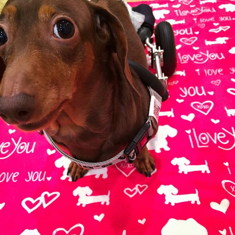 I Love You and Hearts Dachshund Fleece Blanket, The Smoothe Store