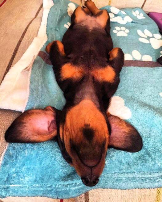 Personalized Dog Blanket - Paw Prints, The Smoothe Store