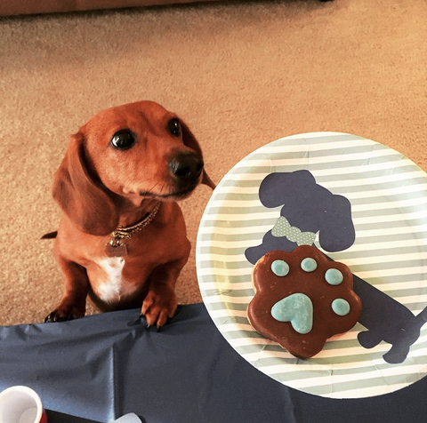 Dachshund Party Paper Plates with Blue Bow Ties, The Smoothe Store