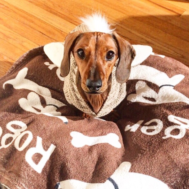Personalized Dachshund Blankets